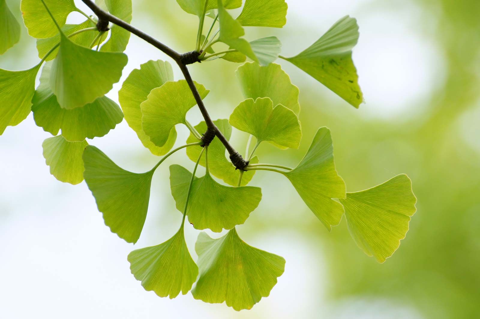 Ginkgo Biloba leaves — the Memopezil ingredient with the most important safety considerations